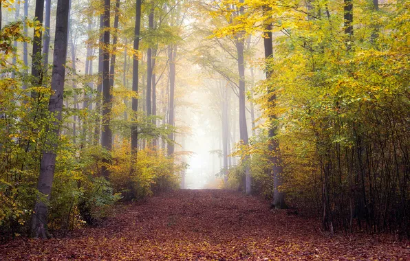 Autumn, forest, light, branches, fog, Park, foliage, morning