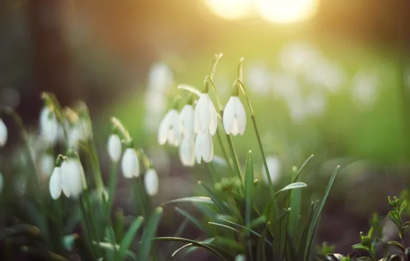 Picture greens, forest, grass, light, flowers, nature, spring, snowdrops