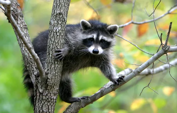 Nature, raccoon, interesting animal
