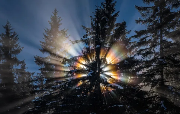 Winter, forest, the sun, light, snow, trees, nature, rainbow