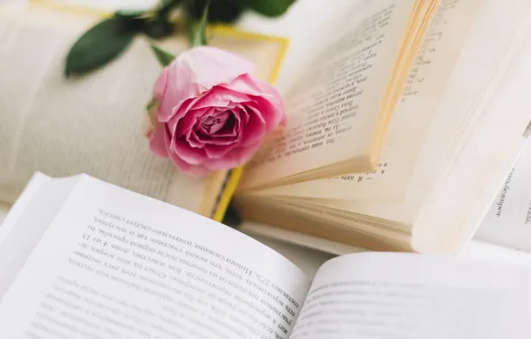 Flower, pink, rose, books, Bud, rose, flower, pink
