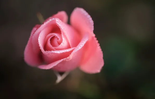 Flower, drops, macro, pink, rose, Bud