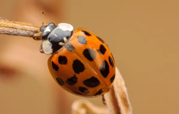 Ladybug, stem, insect, bokeh