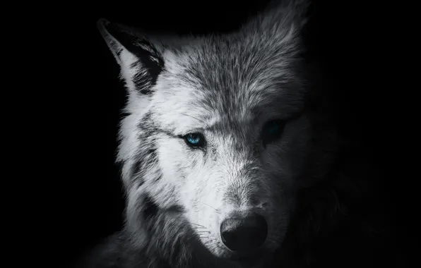 Picture wallpaper, black, background, animal, wolf, head, wild, graphic