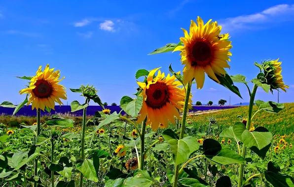 Flowers, hills, France, field, sunflower
