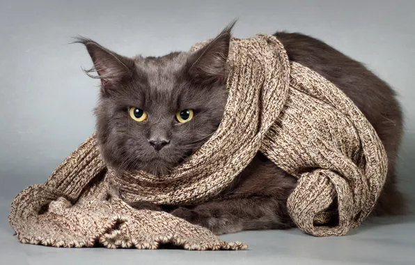 Cat, look, background