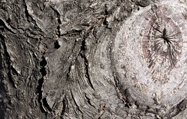 Background, tree, bark