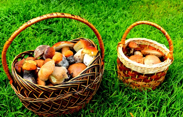 Summer, grass, mushrooms, white, basket, aspen, boletus