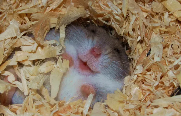 Picture sawdust, hamster, happy