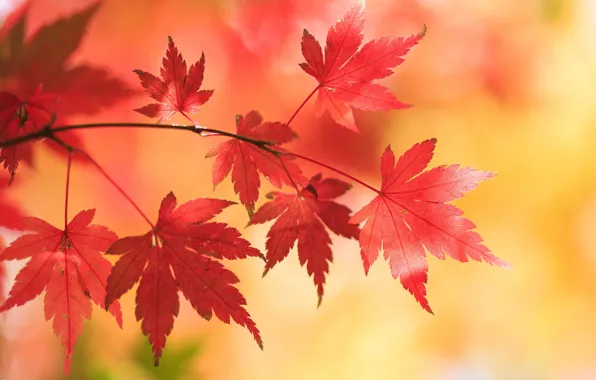 Autumn, leaves, background, branch, maple, Japanese maple