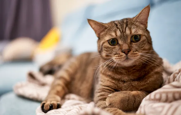 Picture cat, cat, look, grey, sofa, lies, plaid, face
