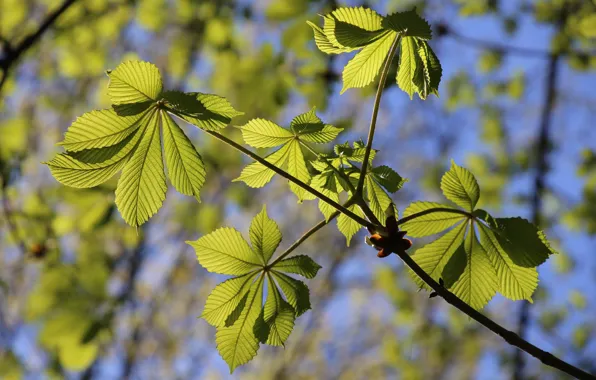 Summer, leaves, light, branches, tree, foliage, spring, green