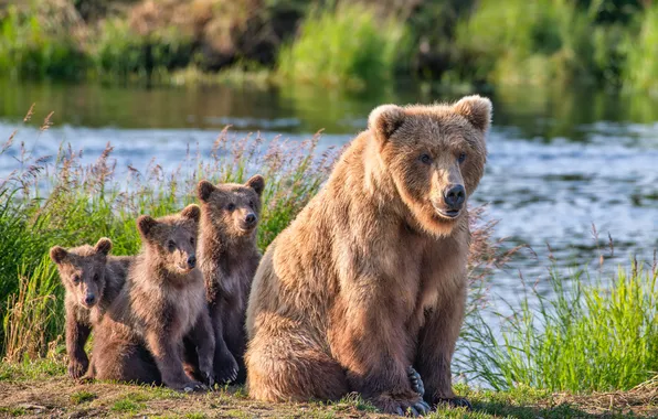 Bear, bears, bears, pond, bear, mother, brood