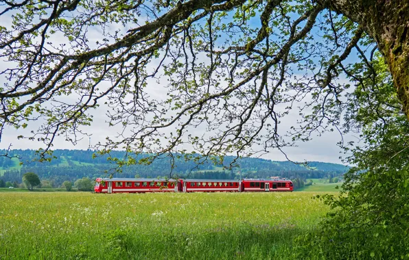 Greens, field, forest, the sky, grass, clouds, branches, red