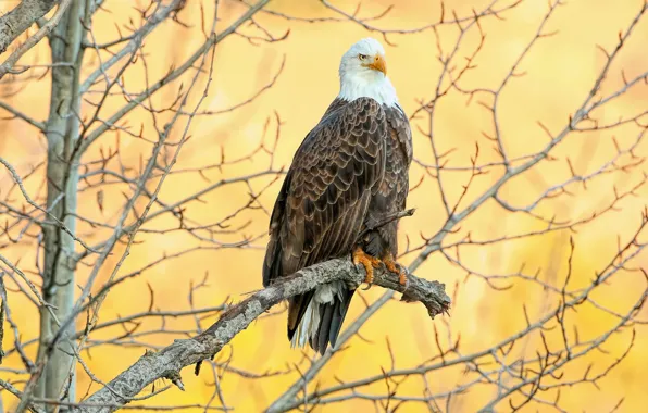 Picture branches, tree, bird, eagle, yellow background, bald eagle