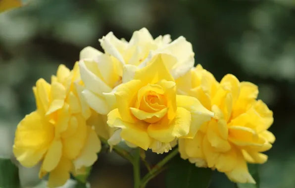 Picture Bush, Bud, petals, rose