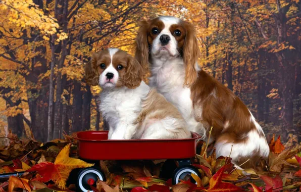 Eyes, muzzle, puppy, truck, mom