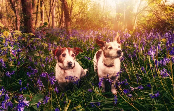 Flowers, dog, spring