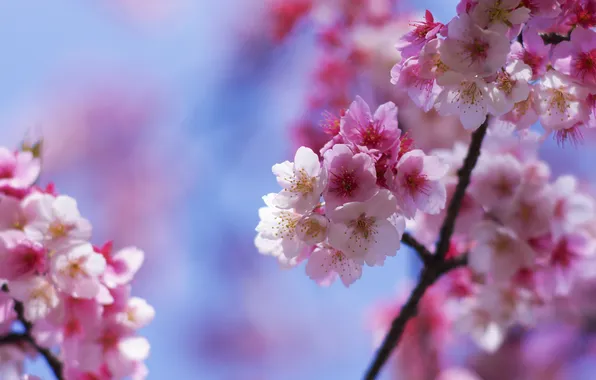 Light, flowers, cherry, blur, branch, spring, pink, white
