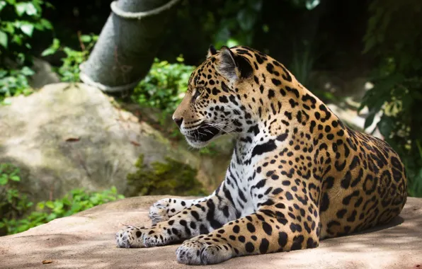 Stay, predator, lies, Jaguar, wild cat