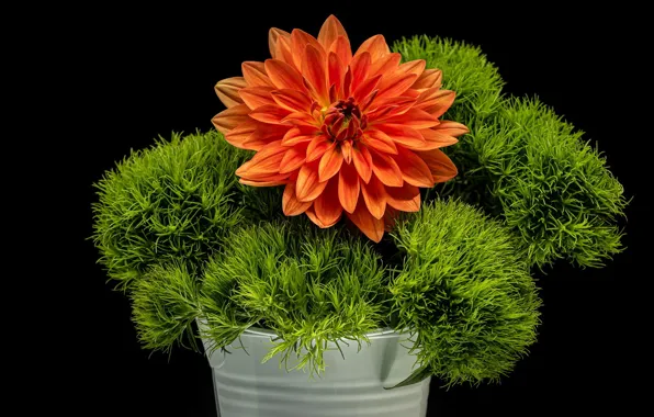 Picture greens, flower, black background, Dahlia