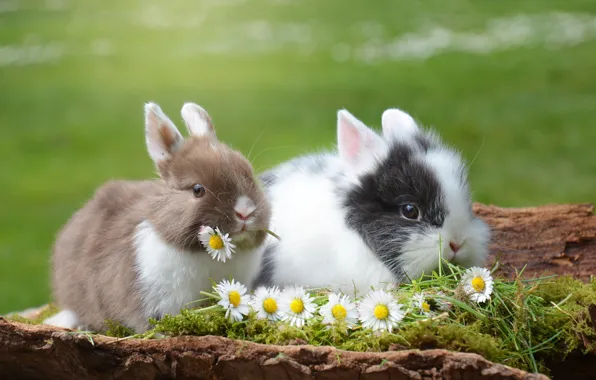 Picture animals, grass, flowers, nature, chamomile, pair, rabbits