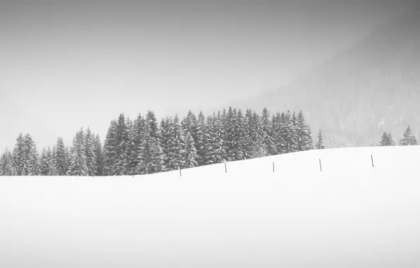 Picture winter, field, snow