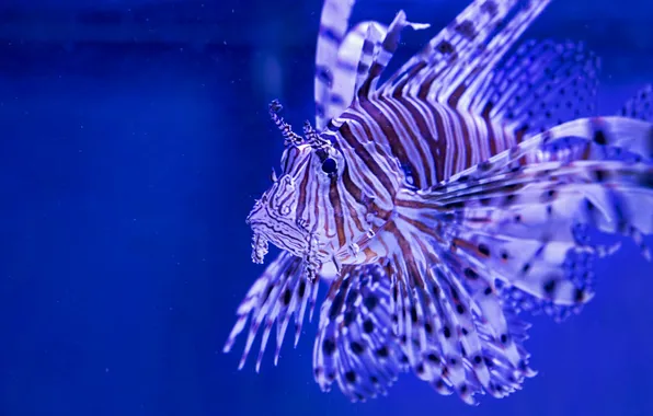 Zebra fish, Lion fish, Lionfish, striped lionfish, Broadbarred firefish