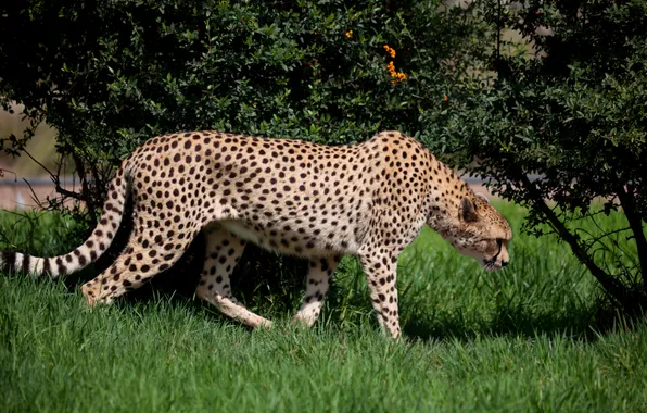 Picture greens, grass, nature, predator, Cheetah, the bushes, spotted