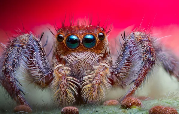 Eyes, background, spider, hairs, jumping