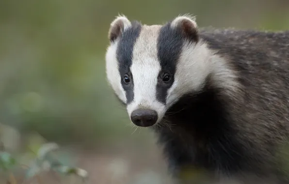 Look, portrait, face, badger