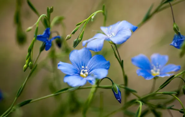 Greens, summer, flowers, blue, field