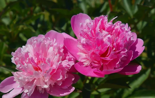 Flower, garden, blooming
