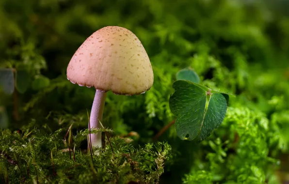 Picture mushroom, moss, leaf
