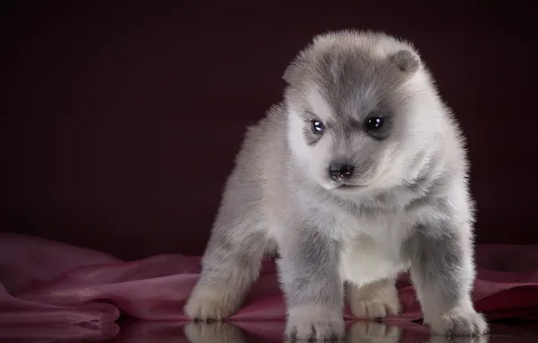 Picture puppy, husky, breed