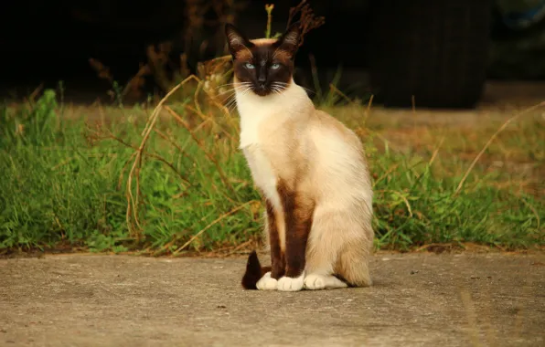 Cat, nature, Siamese