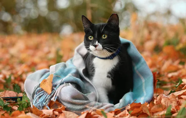 Autumn, cat, cat, look, nature, pose, comfort, heat