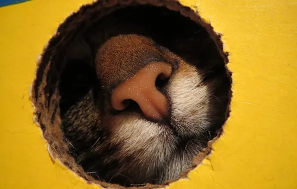 Cat, look, animal, nose, hole