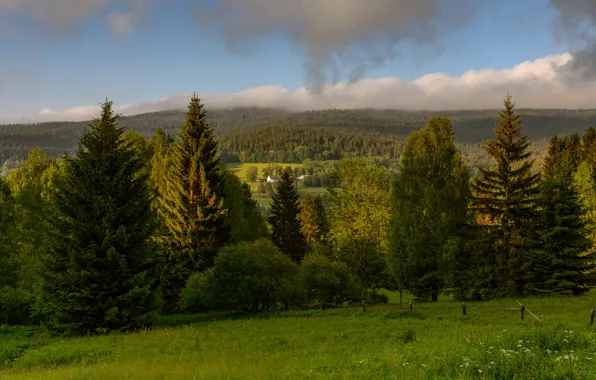 Field, forest, ate, meadow, settlement, fence