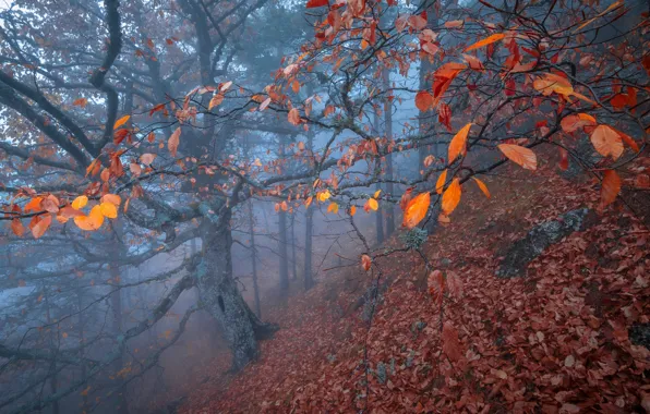 Autumn, forest, leaves, trees, branches, nature, fog, tree