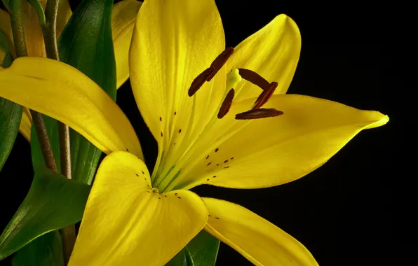 Picture macro, flowers, Lily
