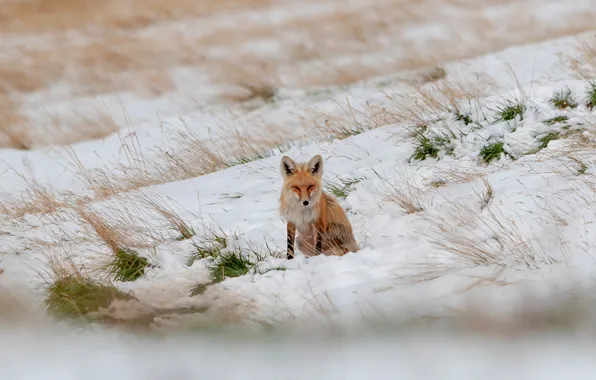 Picture winter, field, look, snow, pose, slope, Fox, the snow