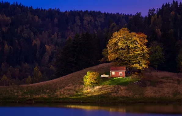 Picture forest, grass, trees, night, river, shore, Norway, house