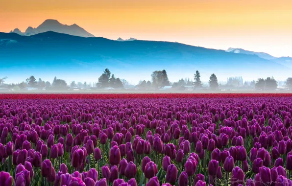 MOUNTAINS, HORIZON, FIELD, FLOWERS, DAL, TULIPS, FOG, GARDEN