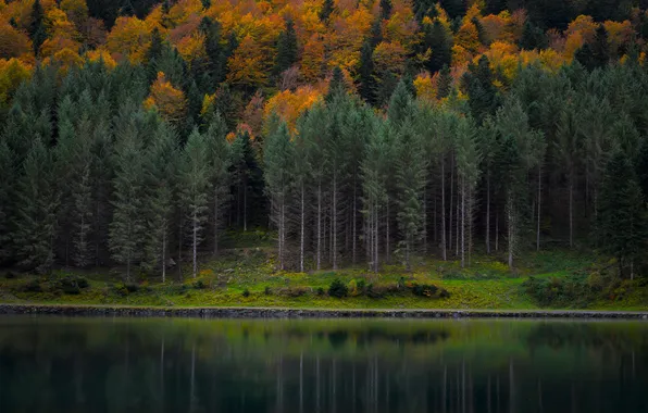 Grass, water, trees, landscape, nature, lake, river, background