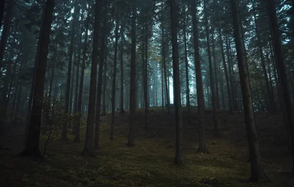 Picture forest, trees, nature