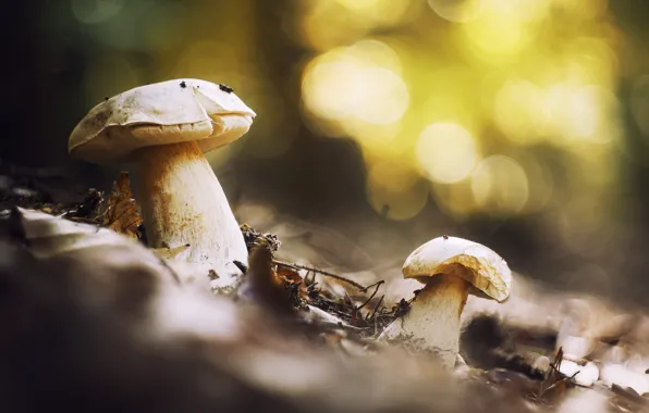 Autumn, nature, mushrooms, white, a couple, bokeh, autumn leaves