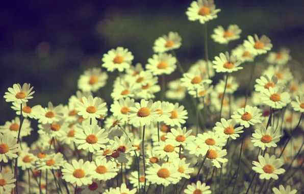 Picture flowers, nature, chamomile, plants