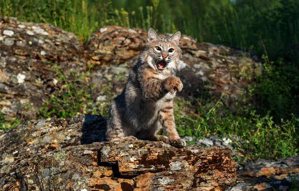 Look, pose, paw, log, lynx