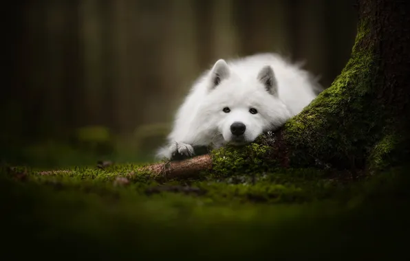 Look, face, moss, dog, Samoyed